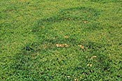 Fairy Rings