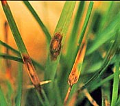 Leaf Spot