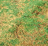 Pythium