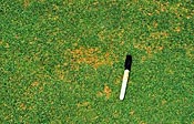 Anthracnose