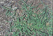 Crabgrass