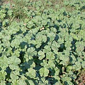 Common Mallow