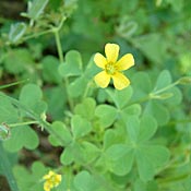 Oxalis