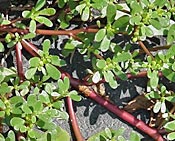 Purslane