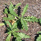 Canada Thistle