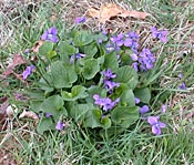 Violets